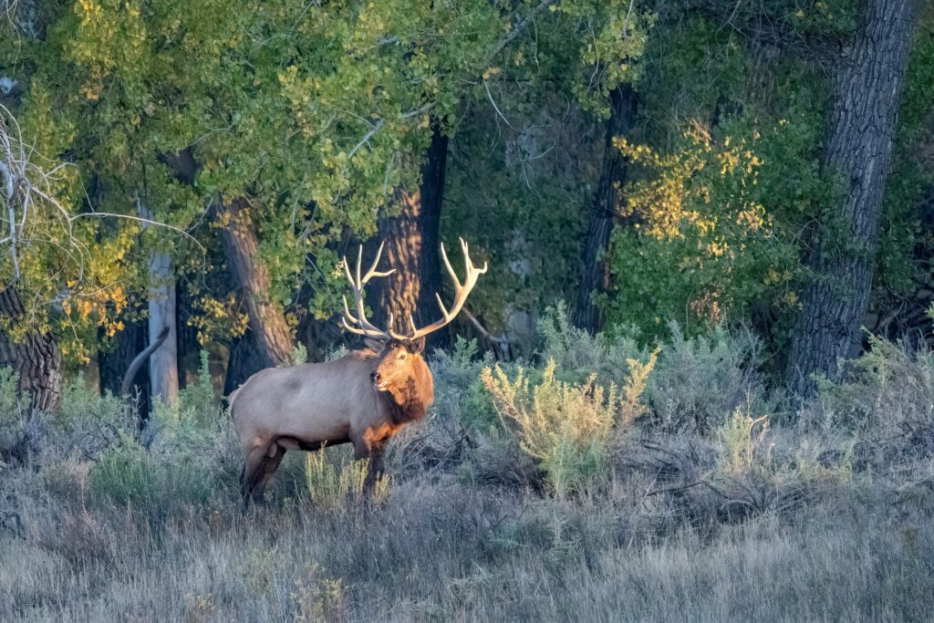 Colorado elk hunting wilderness